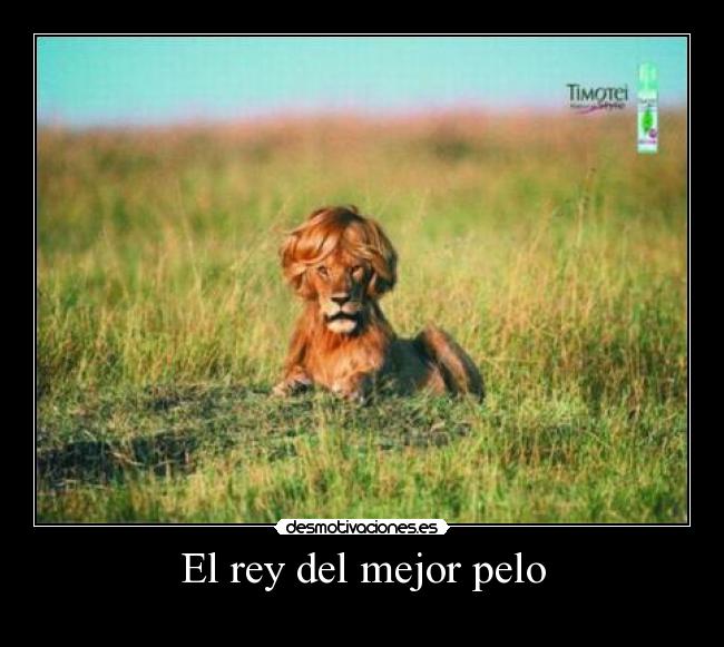 El rey del mejor pelo -