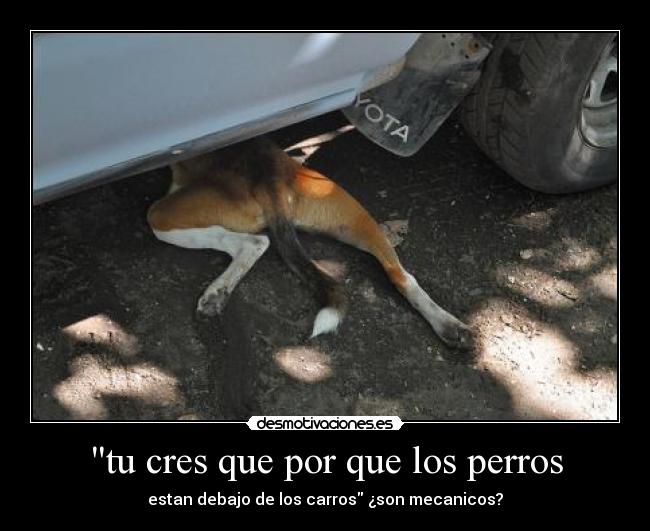 tu cres que por que los perros -