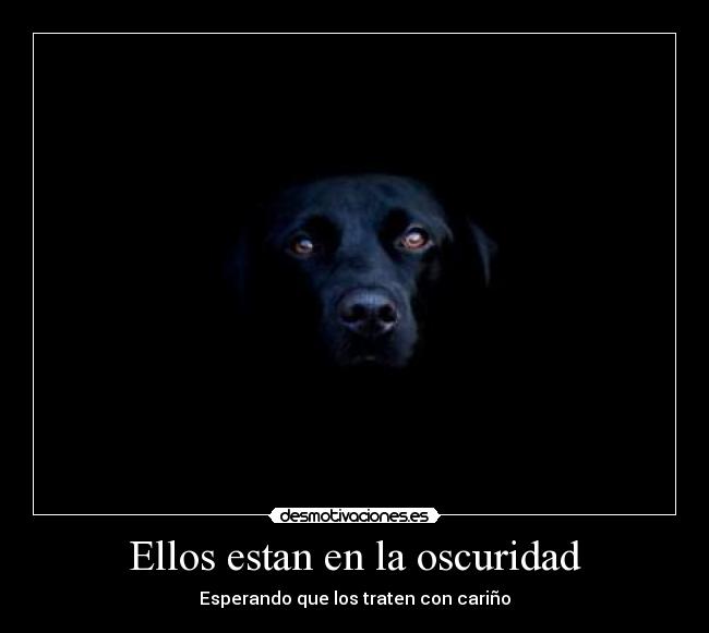 Ellos estan en la oscuridad - Esperando que los traten con cariño