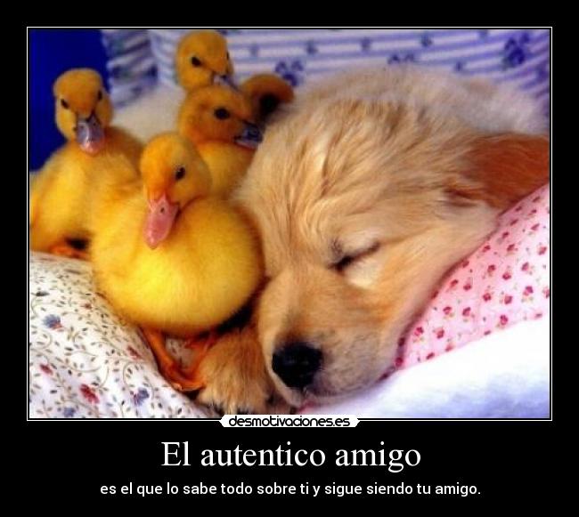 El autentico amigo - es el que lo sabe todo sobre ti y sigue siendo tu amigo.