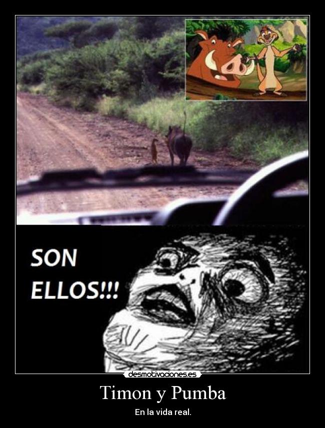 Timon y Pumba - En la vida real.