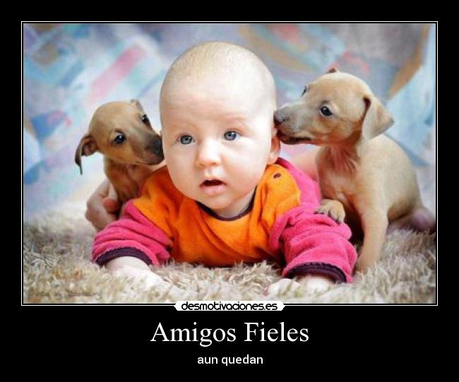 Amigos Fieles - aun quedan