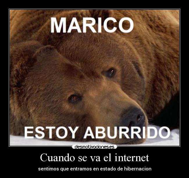 carteles internet oso desmotivaciones