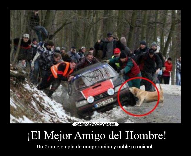 ¡El Mejor Amigo del Hombre! - 