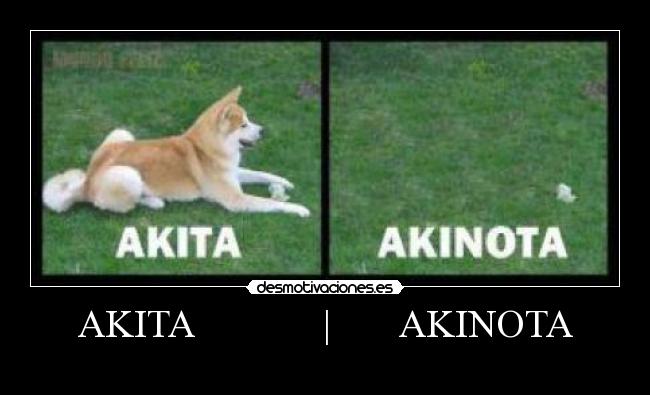 AKITA | AKINOTA -