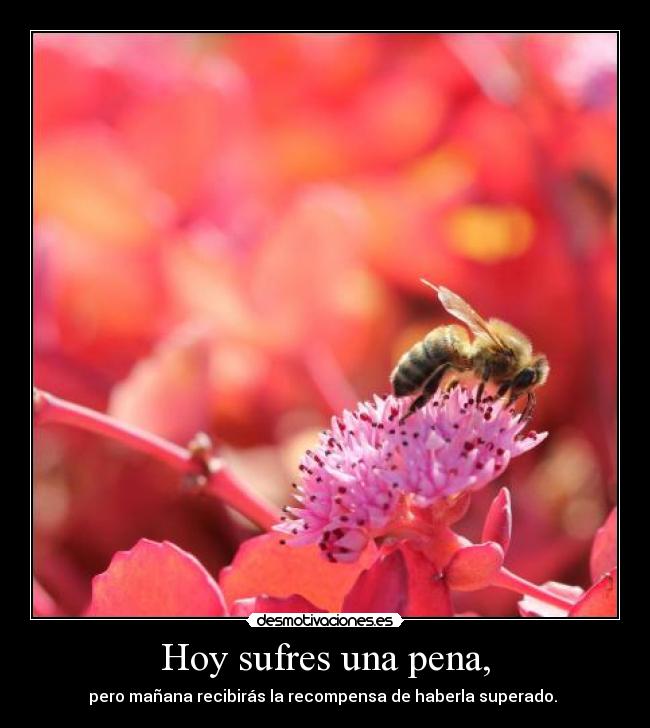 Hoy sufres una pena, -