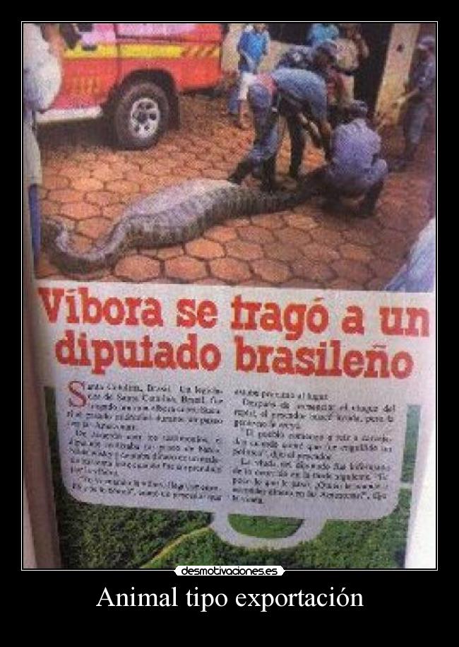 Animal tipo exportación -