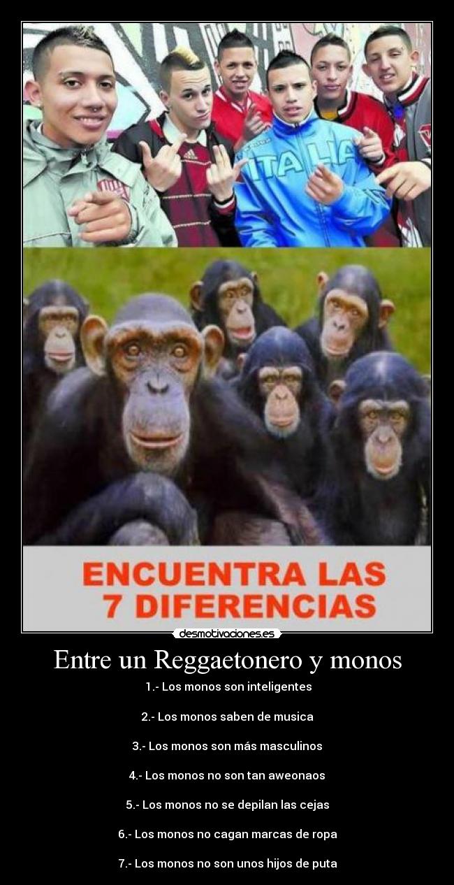 Entre un Reggaetonero y monos - 1.- Los monos son inteligentes
2.- Los monos saben de musica
3.- Los monos son más masculinos
4.- Los monos no son tan aweonaos
5.- Los monos no se depilan las cejas
6.- Los monos no cagan marcas de ropa
7.- Los monos no son unos hijos de puta