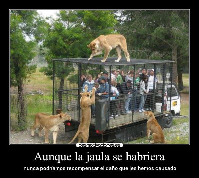 Aunque la jaula se habriera - nunca podríamos recompensar el daño que les hemos causado
