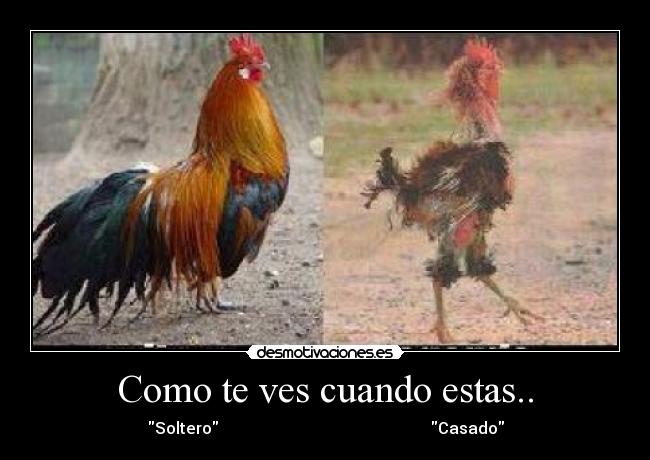 Como te ves cuando estas.. - 