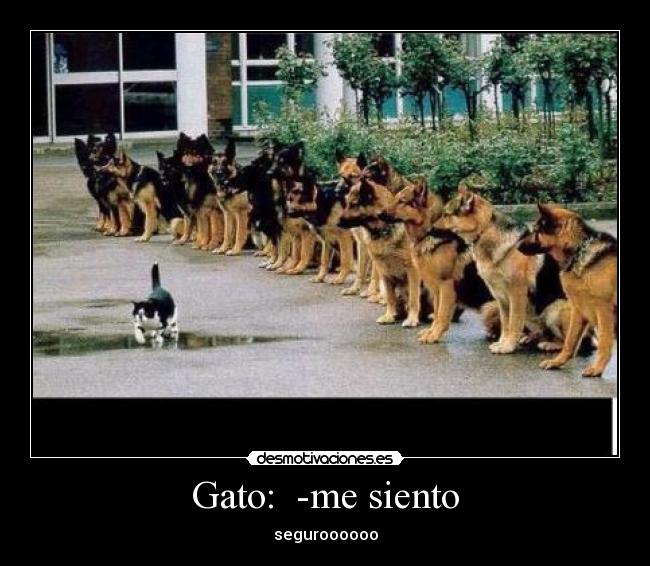 Gato: -me siento -