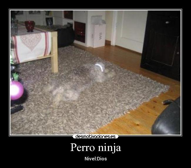 Perro ninja - Nivel:Dios