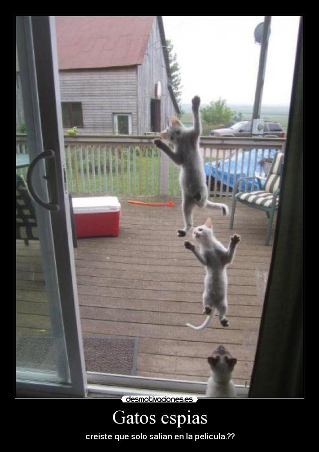 carteles gatos boosteller desmotivaciones