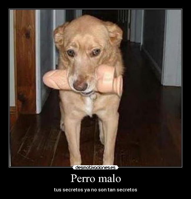 Perro malo - tus secretos ya no son tan secretos