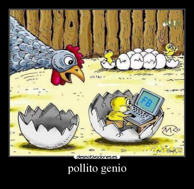 pollito genio -