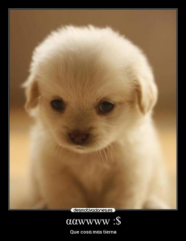 ααwwww :$ - Que cosα mαs tierna