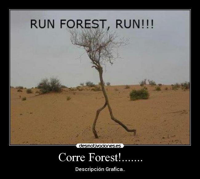 Corre Forest!....... - Descripción Grafica..