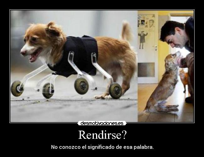 Rendirse? - No conozco el significado de esa palabra.