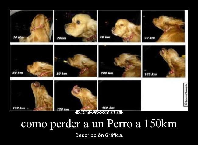 como perder a un Perro a 150km - Descripción Gráfica.