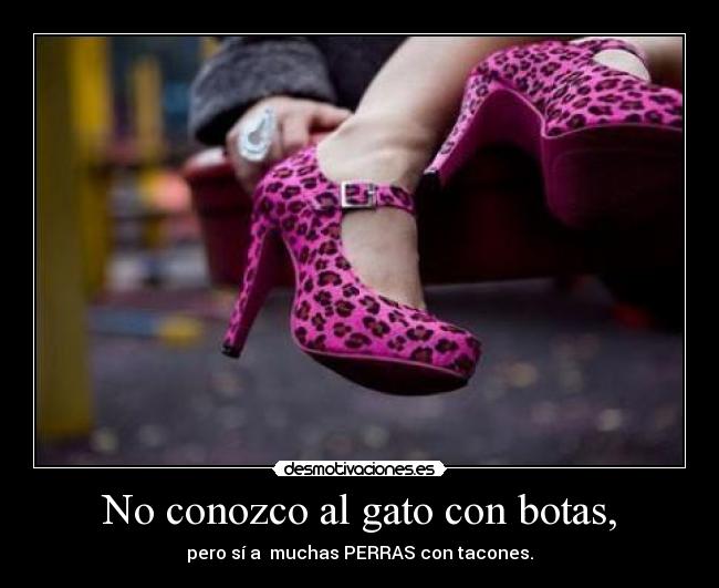 No conozco al gato con botas, -