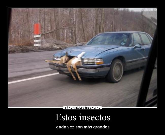 Estos insectos -