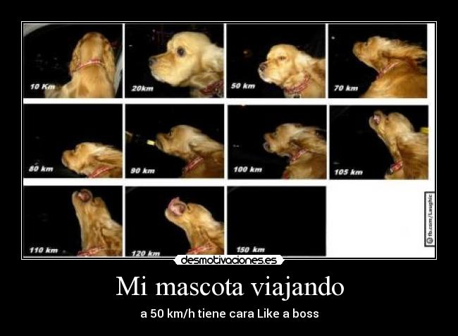 Mi mascota viajando - a 50 km/h tiene cara Like a boss