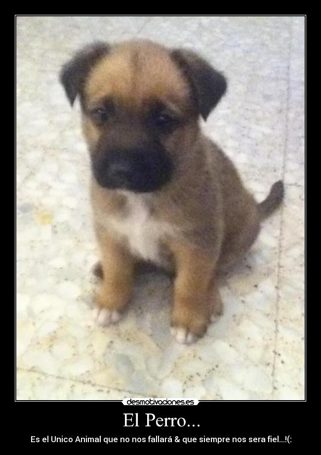 El Perro... -