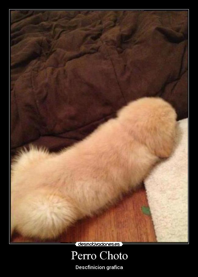 Perro Choto -