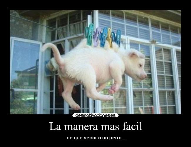 La manera mas facil - de que secar a un perro...