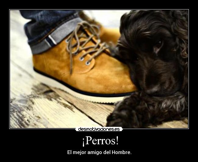 ¡Perros! -