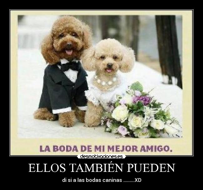ELLOS TAMBIÉN PUEDEN - di si a las bodas caninas .........XD