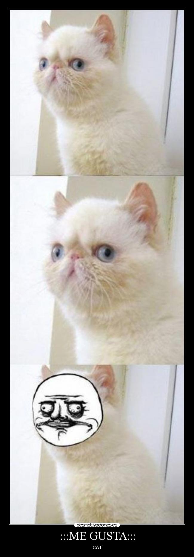 carteles gusta cat desmotivaciones