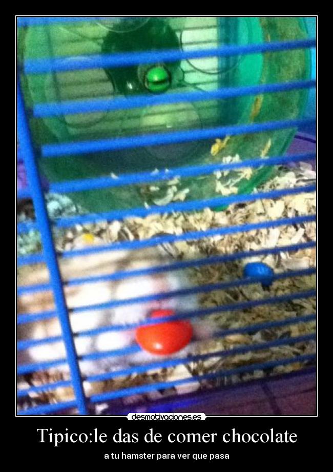 Tipico:le das de comer chocolate -