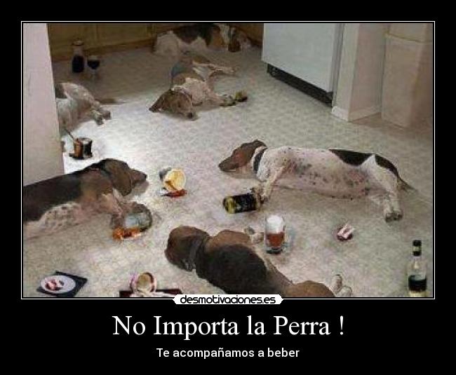 No Importa la Perra ! -