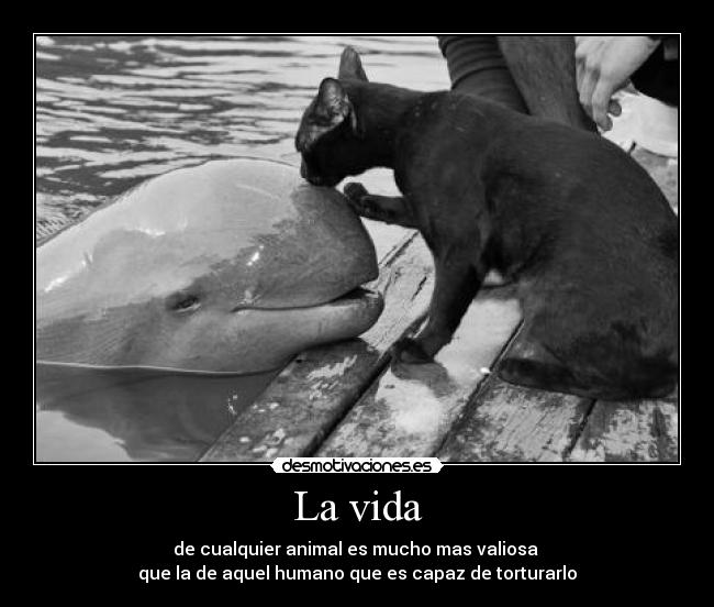 La vida - de cualquier animal es mucho mas valiosa
que la de aquel humano que es capaz de torturarlo