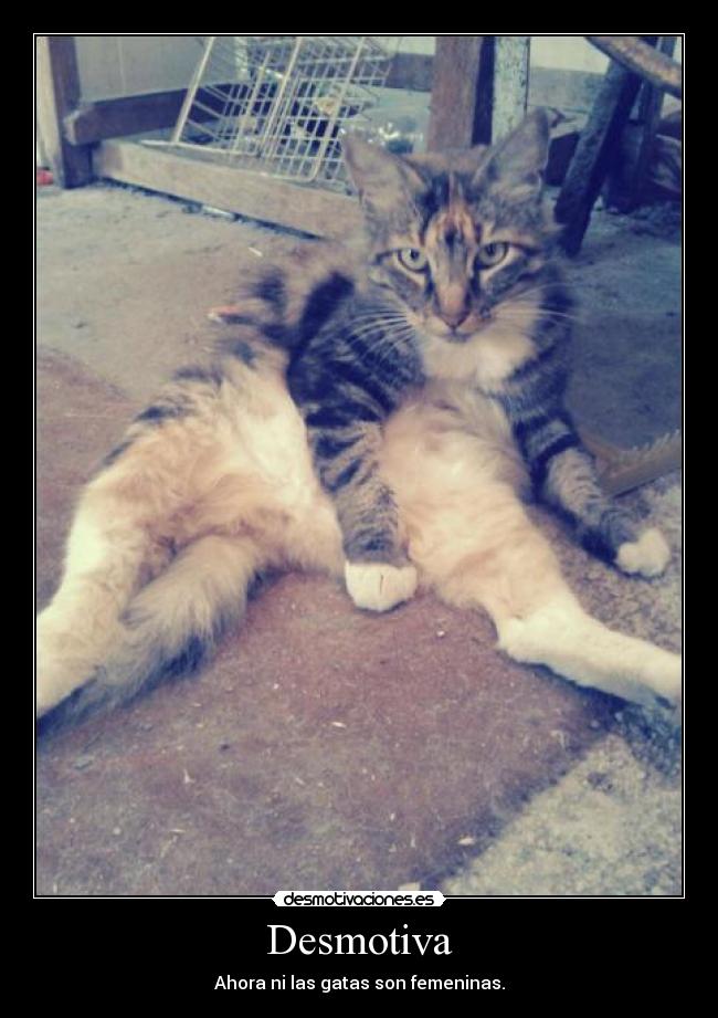 carteles ahora las gatas son femeninas desmotivaciones