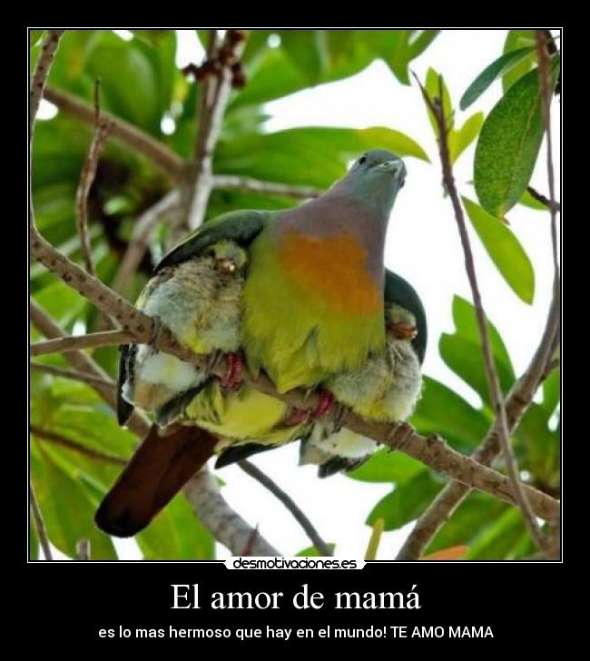 El amor de mamá - es lo mas hermoso que hay en el mundo! TE AMO MAMA