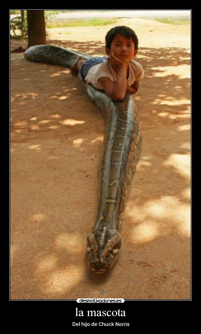la mascota - Del hijo de Chuck Norris