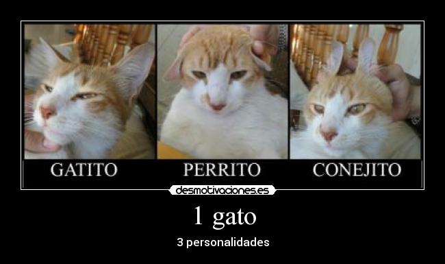 1 gato - 3 personalidades