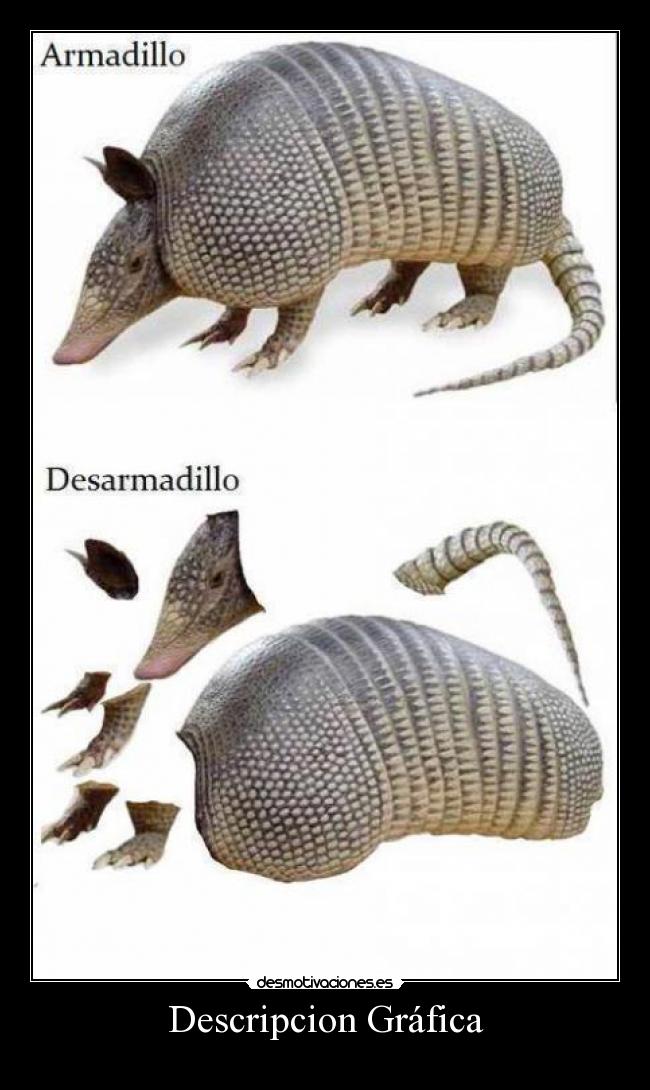 Descripcion Gráfica -