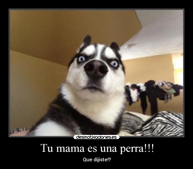 Tu mama es una perra!!! - Que dijiste!?