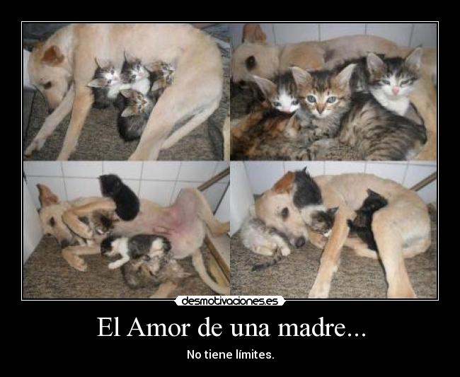 El Amor de una madre... -