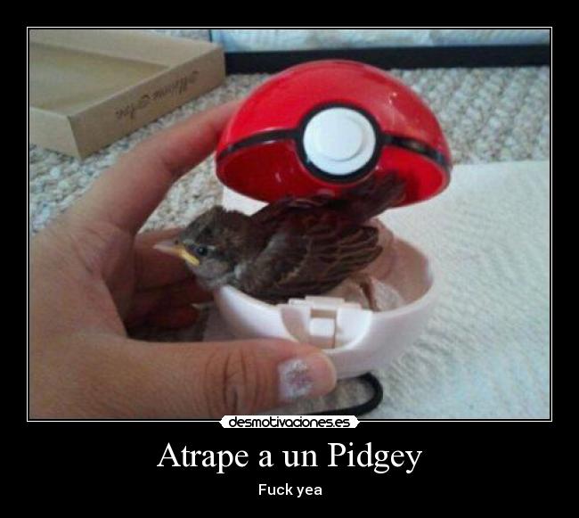 Atrape a un Pidgey - Fuck yea