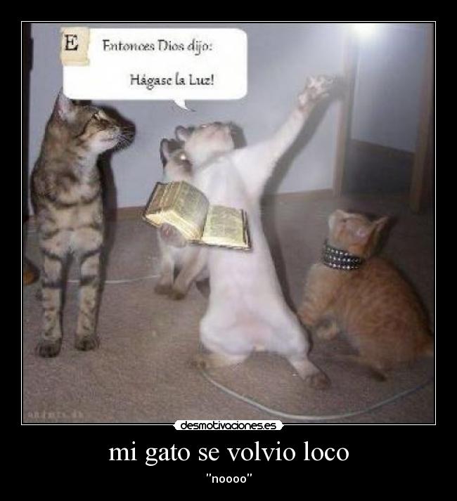 mi gato se volvio loco -