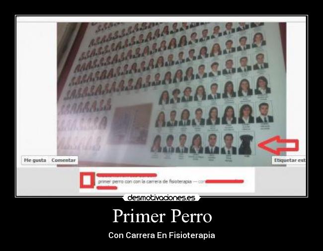 Primer Perro - Con Carrera En Fisioterapia