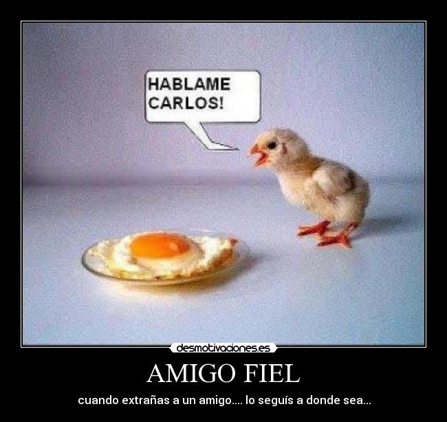 AMIGO FIEL - cuando extrañas a un amigo.... lo seguís a donde sea...