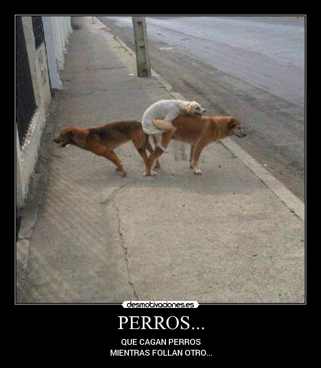 PERROS... -