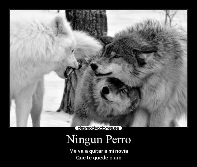 Ningun Perro - Me va a quitar a mi novia
Que te quede claro