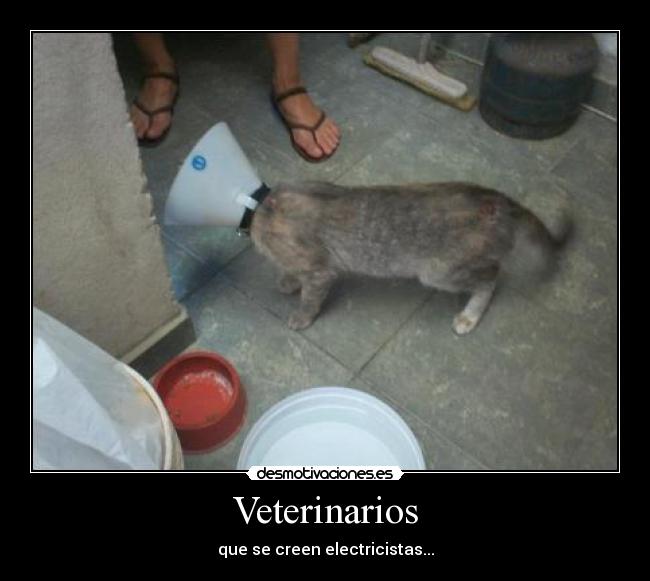 Veterinarios -