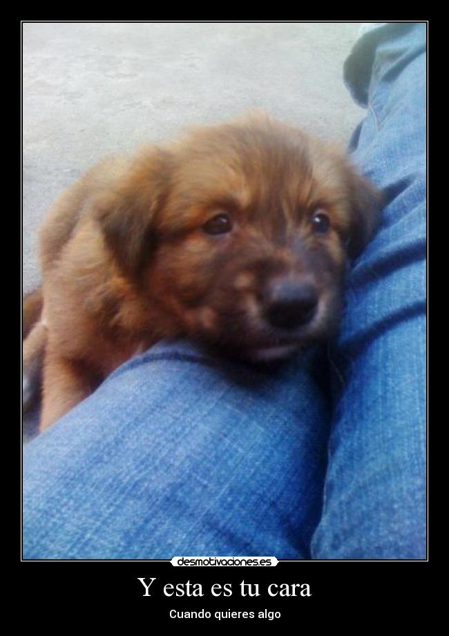 carteles perritos lindos esnuf desmotivaciones